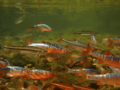 Lythrurus fasciolaris