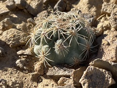 Sclerocactus mesae-verdae