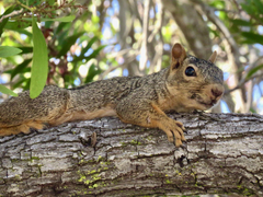 Sciurus niger rufiventer