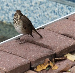 Catharus guttatus