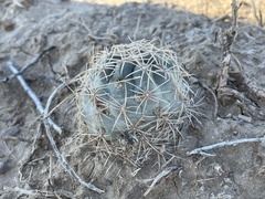 Sclerocactus mesae-verdae