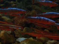 Lythrurus fasciolaris