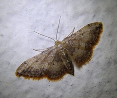 Idaea efflorata