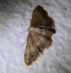 Idaea efflorata