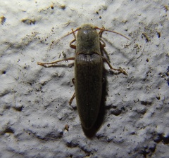 Synaptus filiformis
