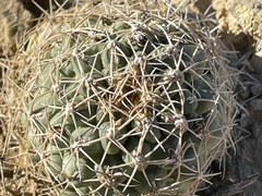 Sclerocactus mesae-verdae