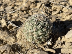 Sclerocactus mesae-verdae