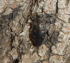 Chrysobothris affinis
