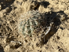 Sclerocactus mesae-verdae
