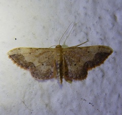 Idaea efflorata