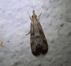 Euchromius cambridgei