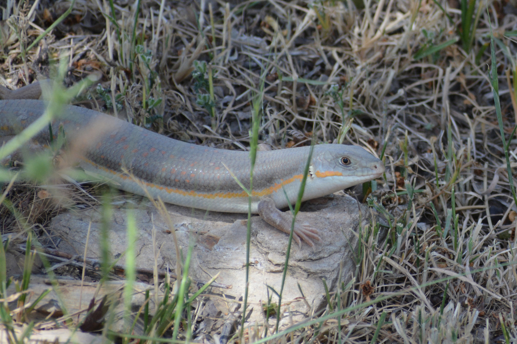 Orange-tailed Skink