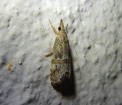 Euchromius cambridgei