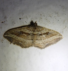 Costaconvexa polygrammata