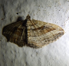 Costaconvexa polygrammata