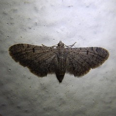 Eupithecia ultimaria