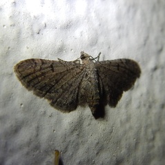 Eupithecia ultimaria