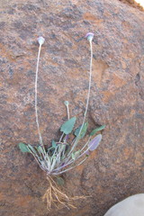 Bolandia pinnatifida