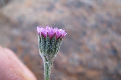 Bolandia pinnatifida