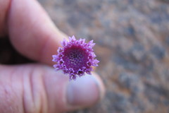 Bolandia pinnatifida