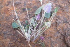 Bolandia pinnatifida