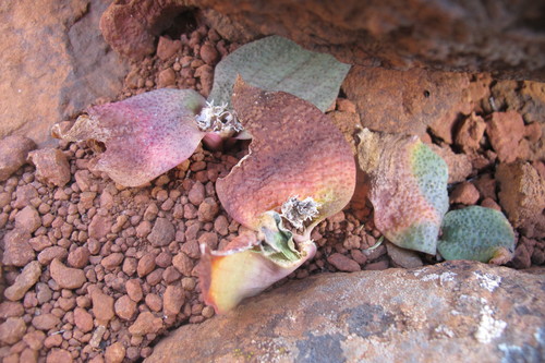 Image of Massonia bakeriana by (c) James Deacon, some rights reserved (CC BY-SA)