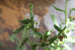 Lithospermum scabrum