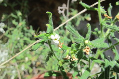 Lithospermum scabrum