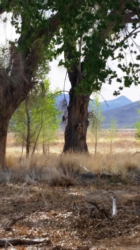 Great Horned Owl photographed in Nevada