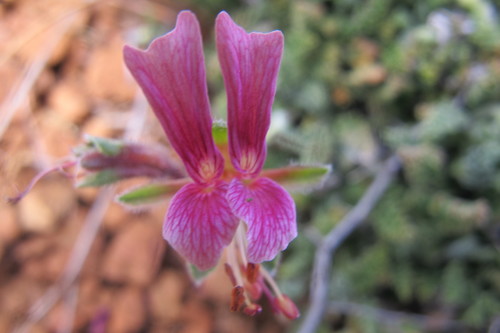 Image of Pelargonium griseum by (c) James Deacon, some rights reserved (CC BY-SA)