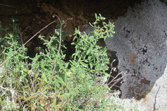Lithospermum scabrum