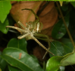 Neoctenus