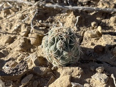 Sclerocactus mesae-verdae