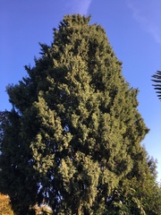 Cupressus dupreziana