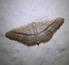 Idaea mediaria