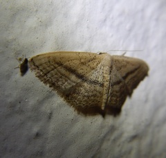 Idaea mediaria