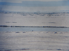 Charadrius vociferus