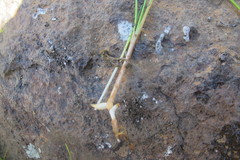 Isolepis diabolica