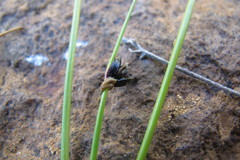 Isolepis diabolica