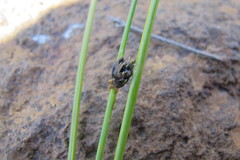 Isolepis diabolica