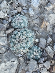 Sclerocactus mesae-verdae