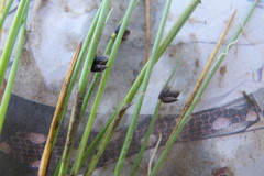 Isolepis diabolica