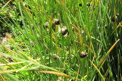 Isolepis diabolica