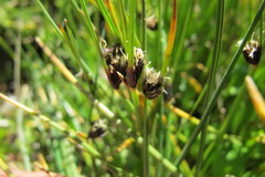 Isolepis diabolica