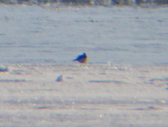 Charadrius vociferus