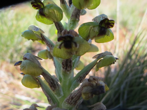Onelobe Scarf-Orchid (Pterygodium hallii)