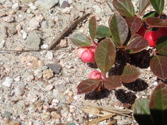 Gaultheria procumbens image