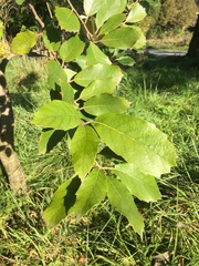 Quercus franchetii