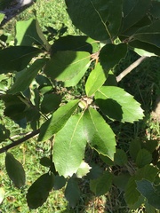 Quercus franchetii