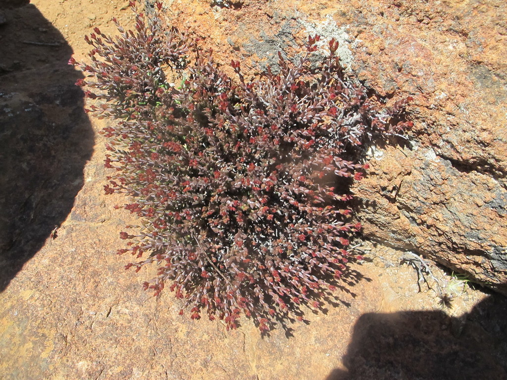 Crassula muricata, Hantamsberg